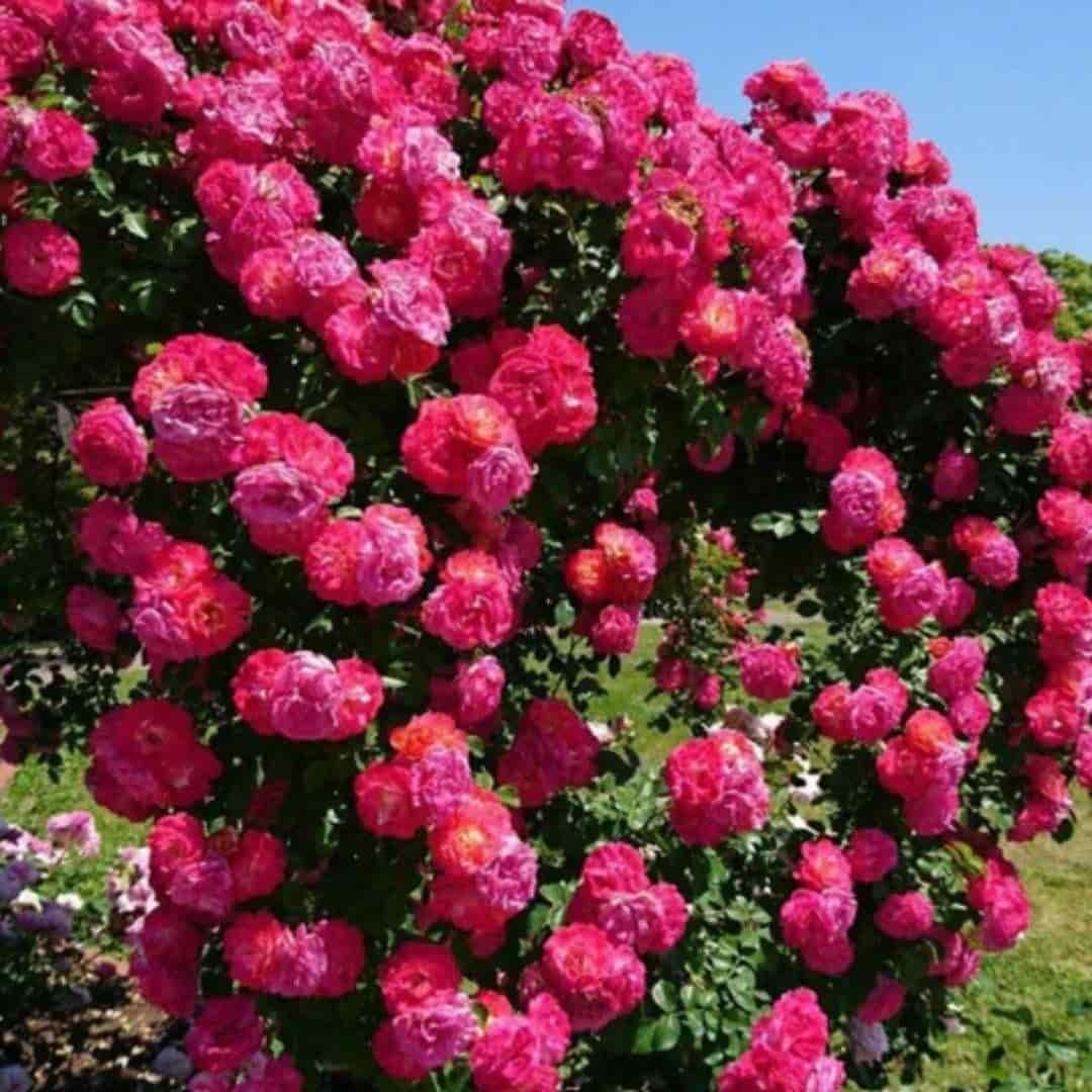 Imported Elegant Climbing Rose Flower Seeds