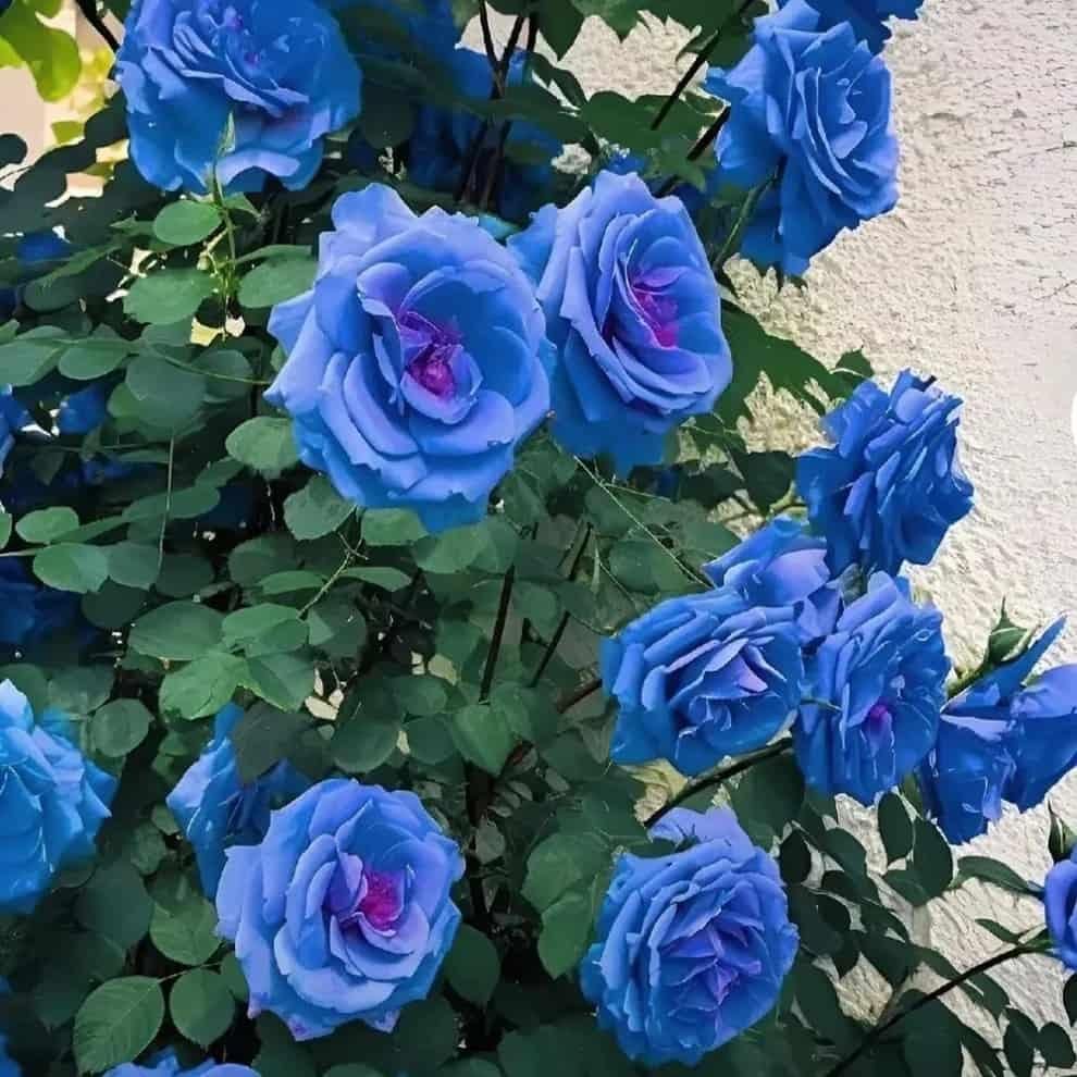 Imported Blue Climbing Rose Seeds