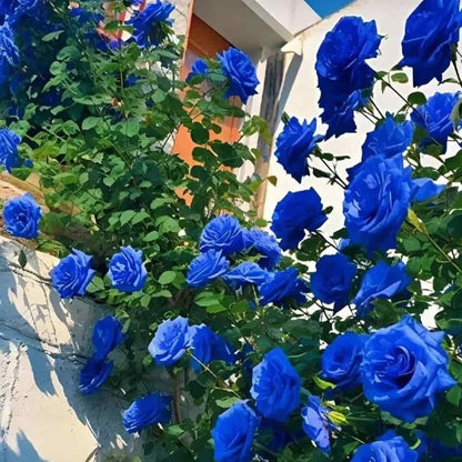 Imported Blue Climbing Rose Seeds