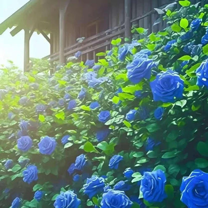 Imported Blue Climbing Rose Seeds