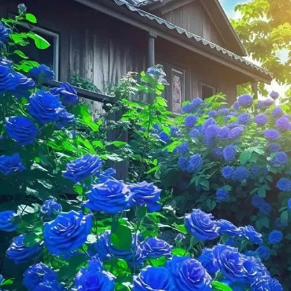 Imported Blue Climbing Rose Seeds