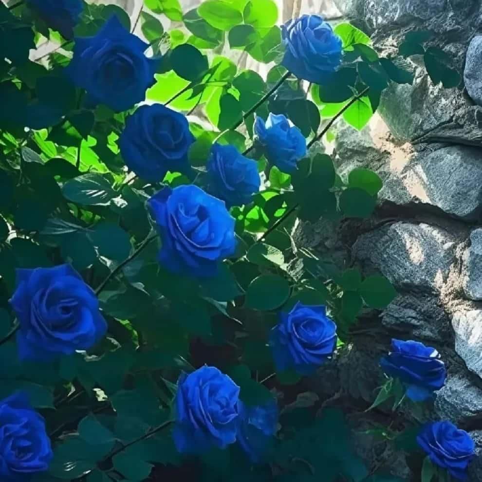 Imported Blue Climbing Rose Seeds