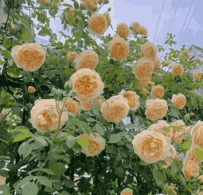 Imported Elegant Climbing Rose Flower Seeds