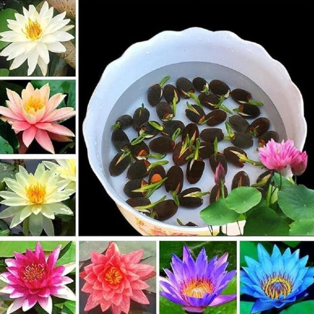 Bonsai Lotus Flower Seeds (50pcs)