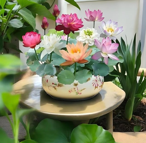 Bonsai Lotus Flower Seeds (50pcs)